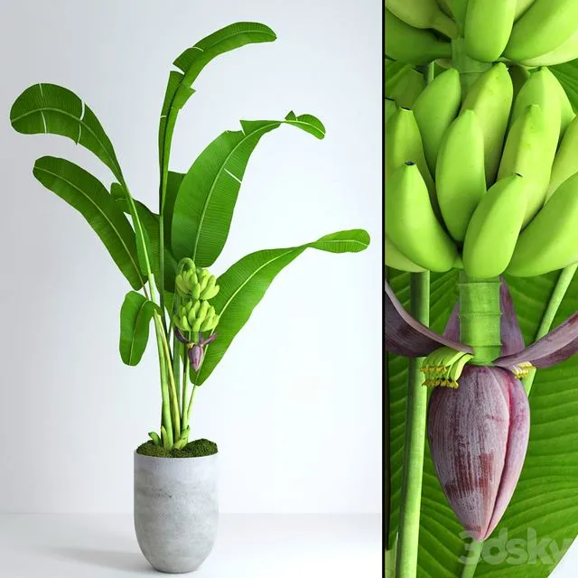 Banana tree with moss Free Download