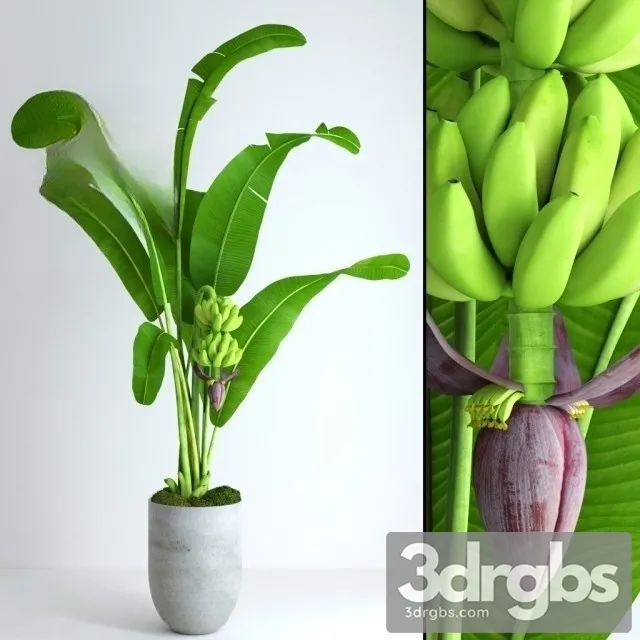 Banana Tree With Moss Free Download