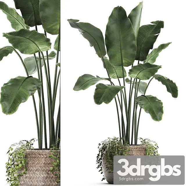 Bananovaia Palma 412 Korzina Rotang Banan Komnatnyi Banan Dekorativnyi Eko Dizain 3D Model Free