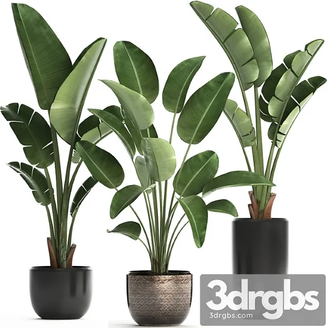 Bananovaia Palma 444 Strelitsiia Gorshok Vazon Komnatnoe Rastenie Strelitsiia 3D Model Free