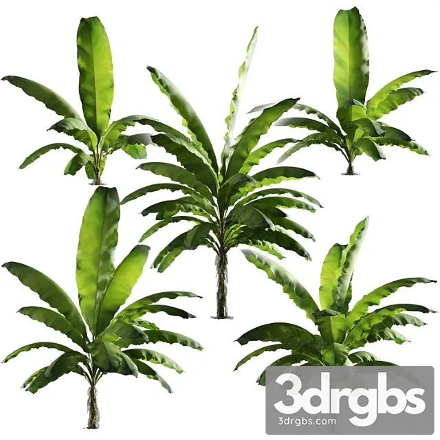 Bananovaia Palma Nabor Iz 5 Modelei 3D Model Free