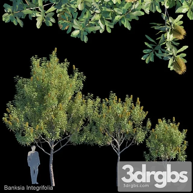 Banksia integrifolia