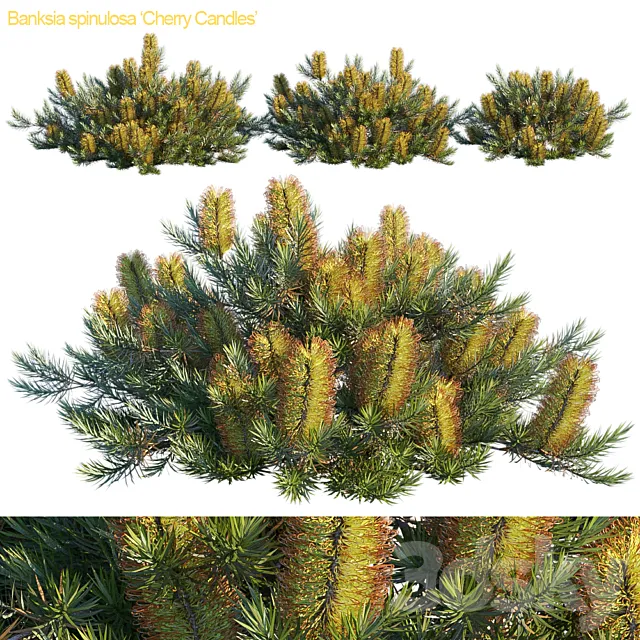 Banksia spinulosa | Cherry candles 3D Model