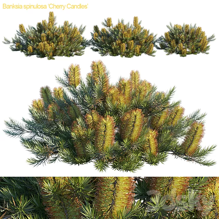 Banksia spinulosa | Cherry candles 3D Model