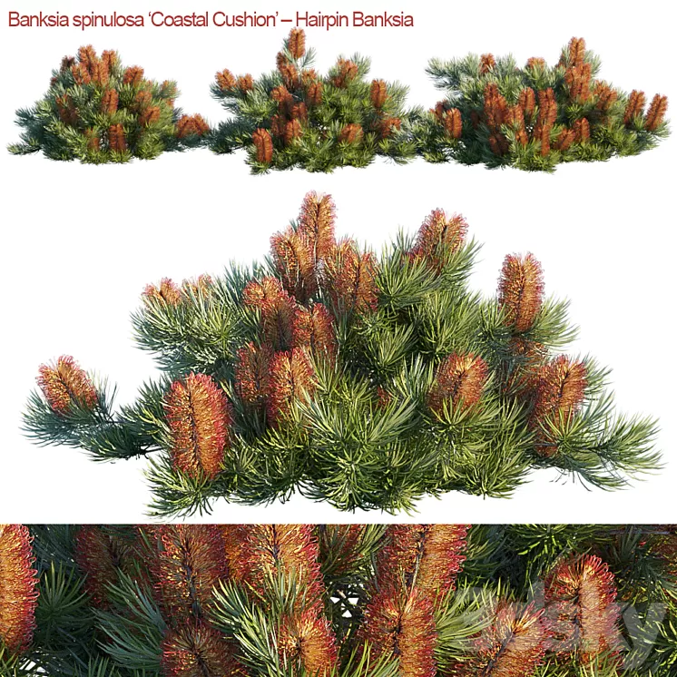 Banksia spinulosa | Coastal Cushion | Hairpin banksia 3D Model