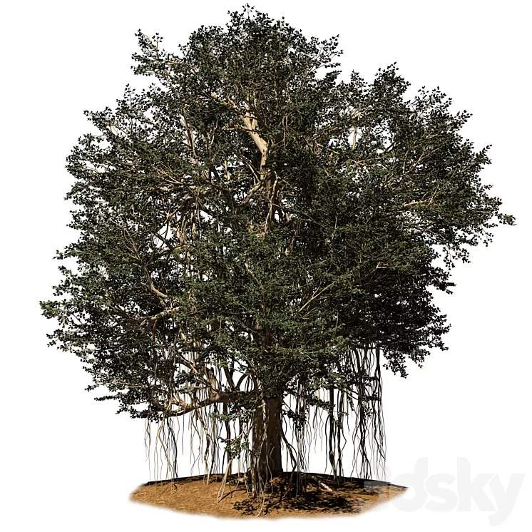 banyan tree 3D Model