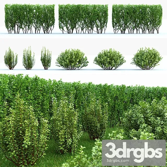 Barbaris tunberga set ?2