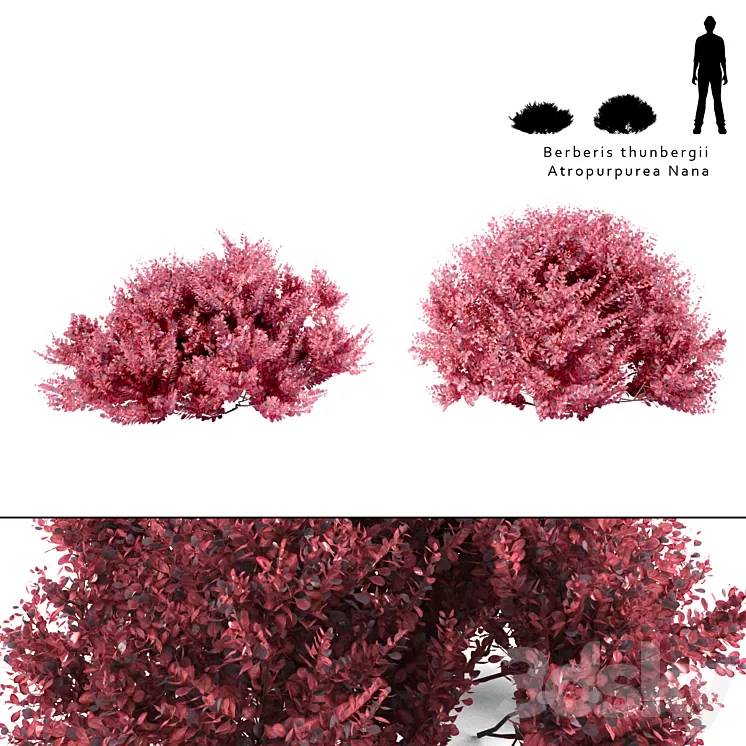 Barberry Thunberg bush | Berberis thunbergii Atropurpurea Nana 3D Model