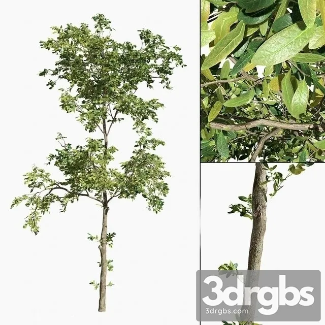 Barringtonia 03 3D Model Free