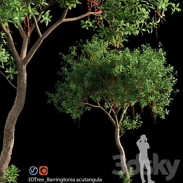 Barringtonia acutangula 02 3D Model