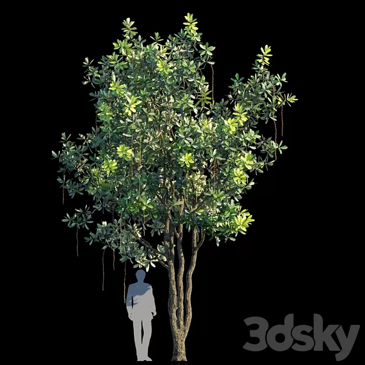 Barringtonia acutangula var 1 3D Model