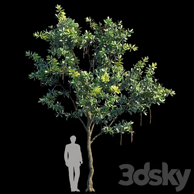 Barringtonia Acutangula Var 2 3D Model