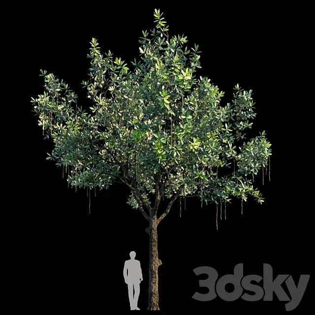 Barringtonia Acutangula Var 3 3D Model