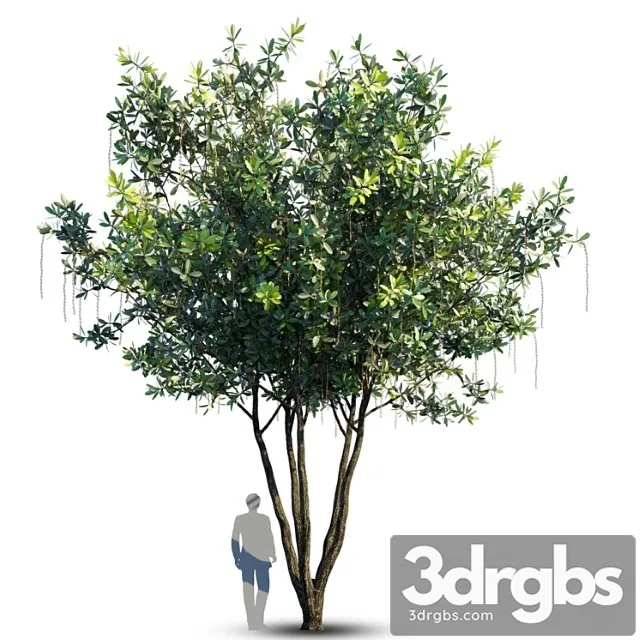 Barringtonia acutangula var 4