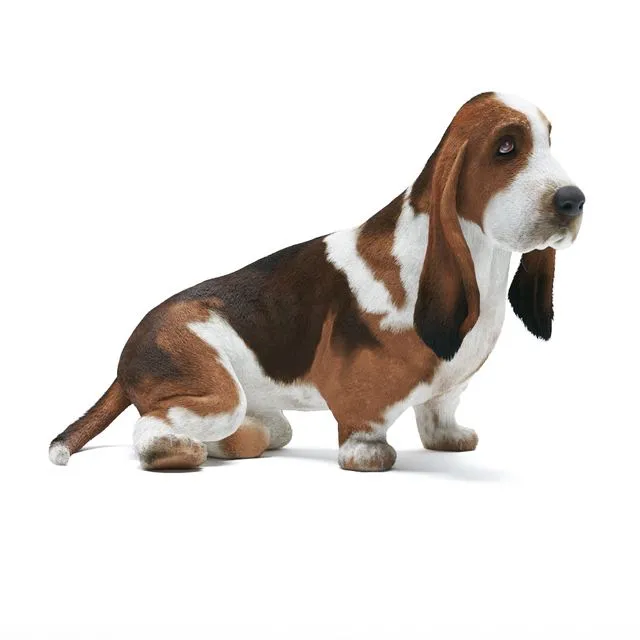 Basset Hound Free Download