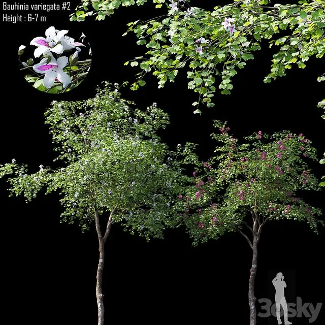 Bauhinia variegata # 2 3D Model