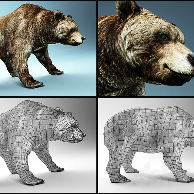 bear Free Download