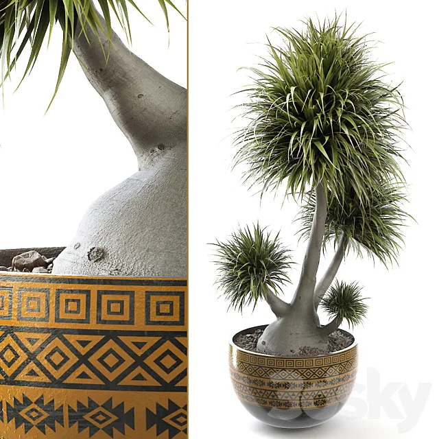 beaucarnea 004 3D Model