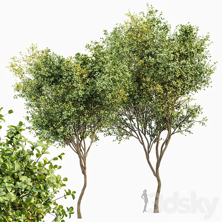 Beautiful 2Trees Bush Leaf 3D Model