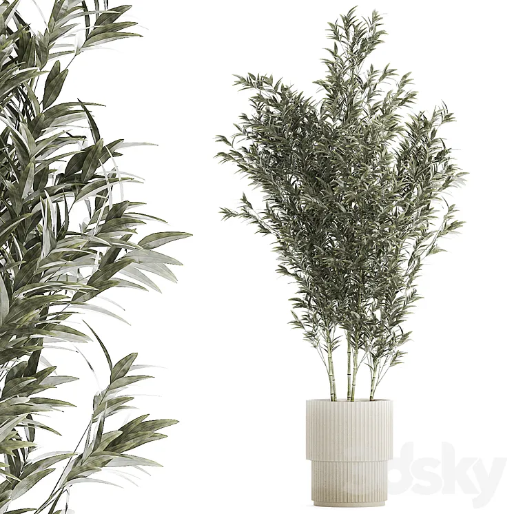 Beautiful Bamboo bush in a white flower pot. Plant collection 1272 3D Model Free