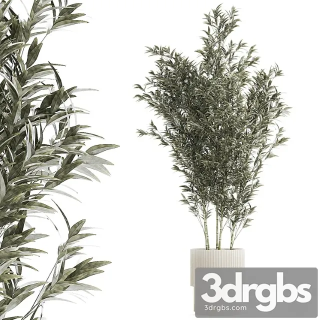 Beautiful Bamboo Bush In White Flower Pot Plant Collection 1272 3D Model Free