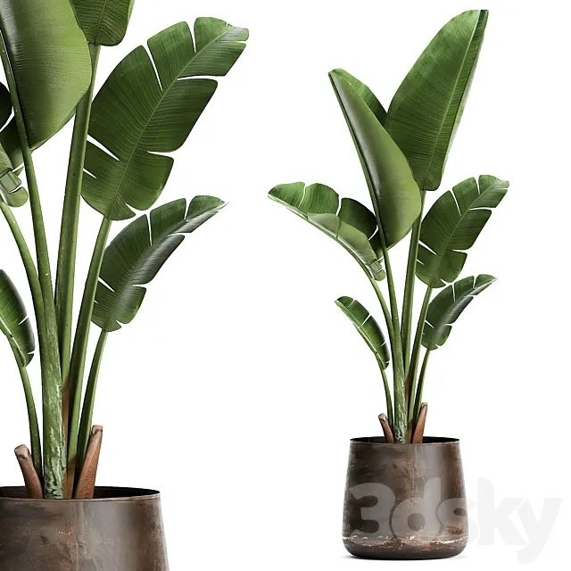 Beautiful banana palm in a metal pot with Strelitzia ravenala. 947. 3D Model