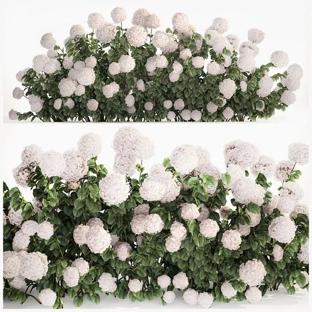 Beautiful bush white hydrangea with flowers for the garden hedge. Plant set 1185 3D Model
