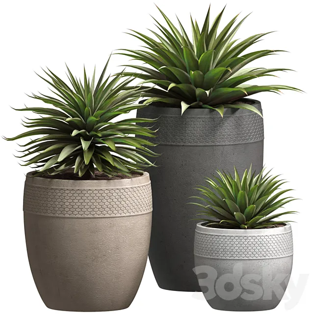 Beautiful Decorative Agave plants in outdoor pots.Restoration Hardware Flowerpot 3D Model