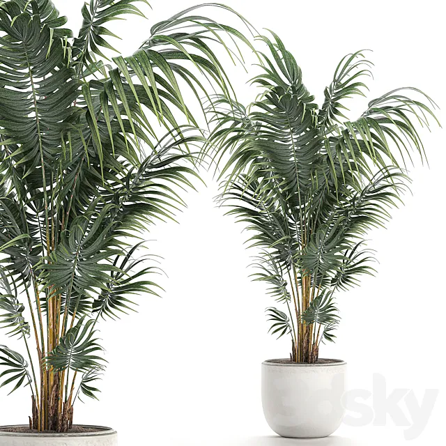 Beautiful decorative lush indoor palm tree in a white modern pot with Hovea. kentia. neanta. Set 518. 3DModel