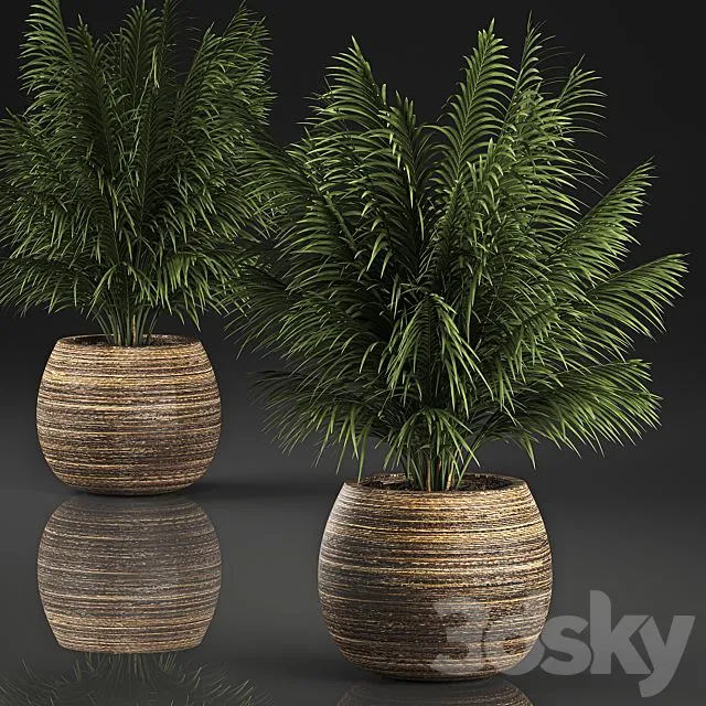 Beautiful decorative small lush bush palm tree in a basket. 827 3D Model