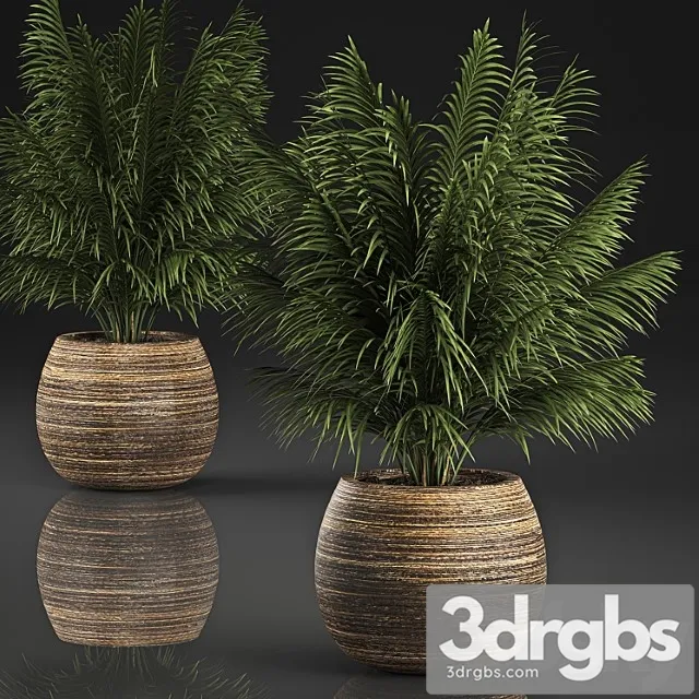 Beautiful decorative small lush bush palm tree in a basket. 827.