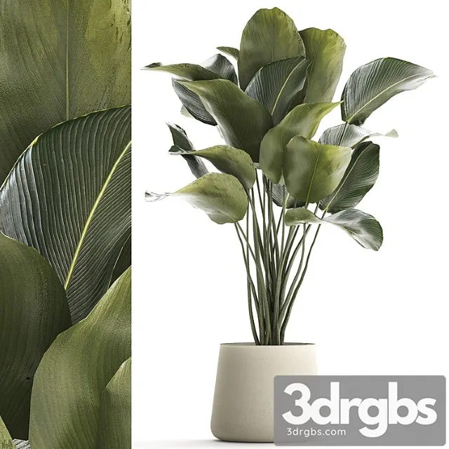 Beautiful Exotic Bush Plant Calathea Lutea In A Pot 1300 3D Model Free