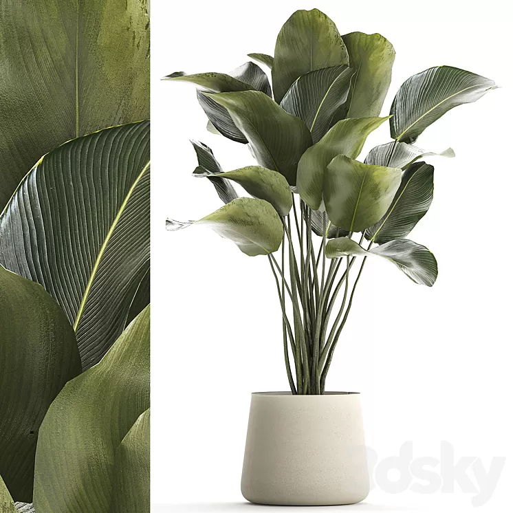 Beautiful exotic bush plant Calathea lutea in a pot. 1300 3D Model Free