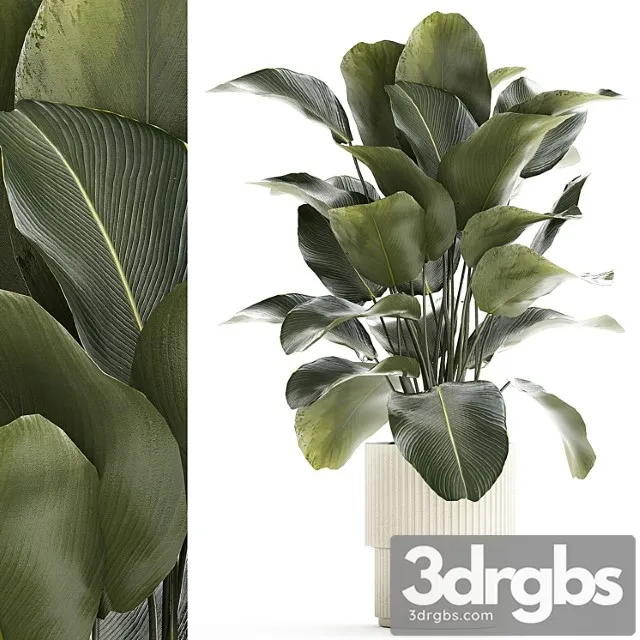 Beautiful Exotic Plant In A White Flower Pot Calathea Lutea Strelitzia Bush 1263 3D Model Free