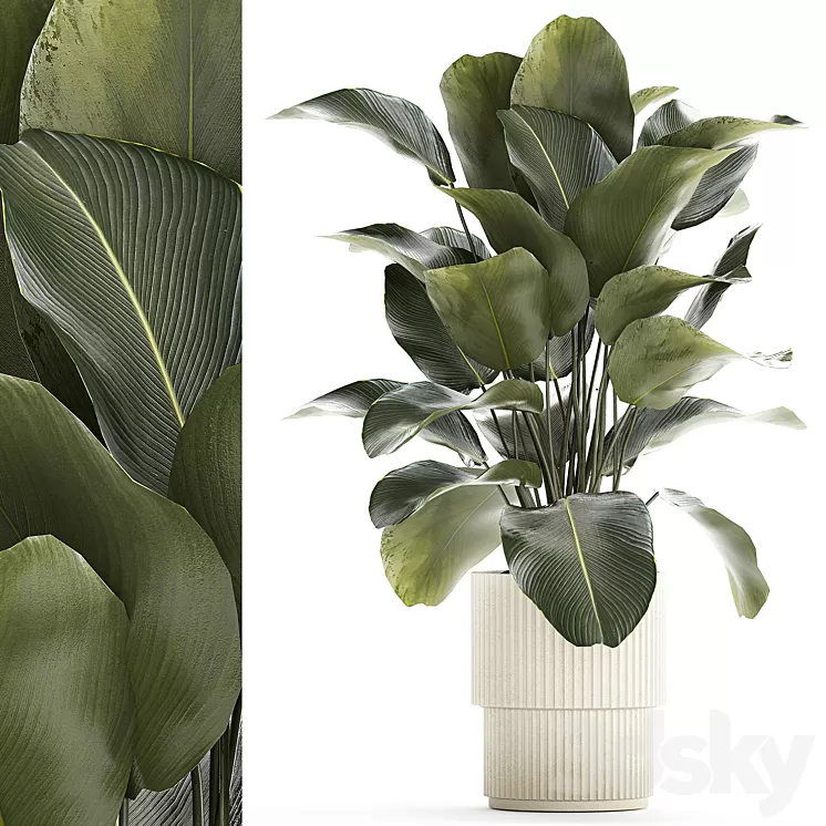 Beautiful exotic plant in a white flower pot Calathea lutea Strelitzia bush. 1263 3D Model Free