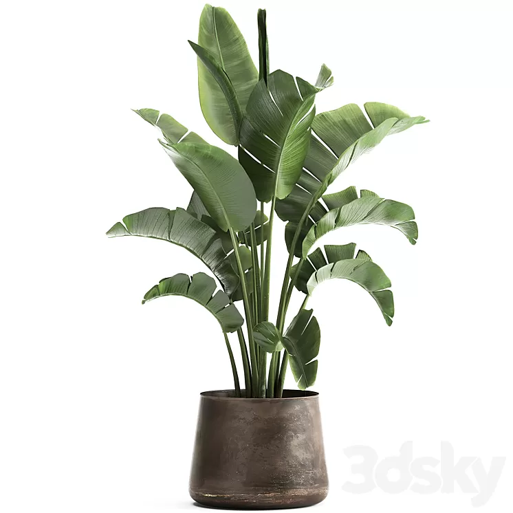 Beautiful lush banana palm in a metal pot Strelitzia ravenala. 916. 3D Model