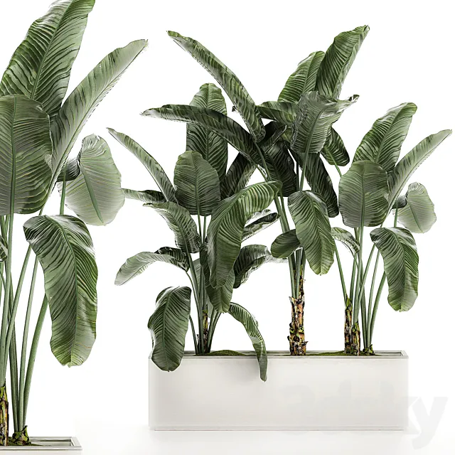 Beautiful lush exotic thickets banana palm in a white pot flowerbed with strelitzia ravenala. Set 511. 3D Model