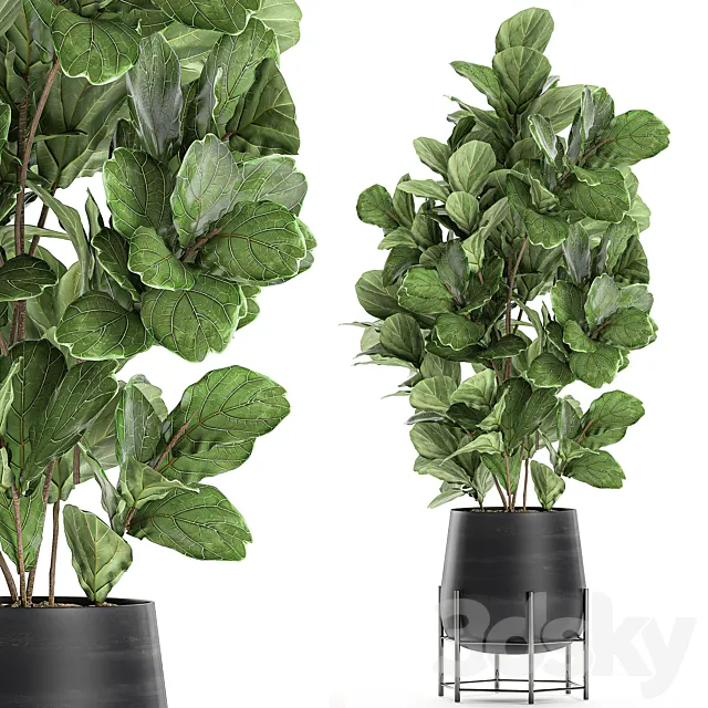 Beautiful lush ficus Ficus lyrata for a corner in a black pot on legs Set 667. 3D Model