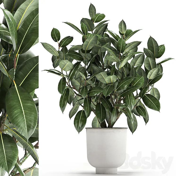 Beautiful lush flower tree Ficus elastic in a white metal pot for interior. 864. 3D Model Free