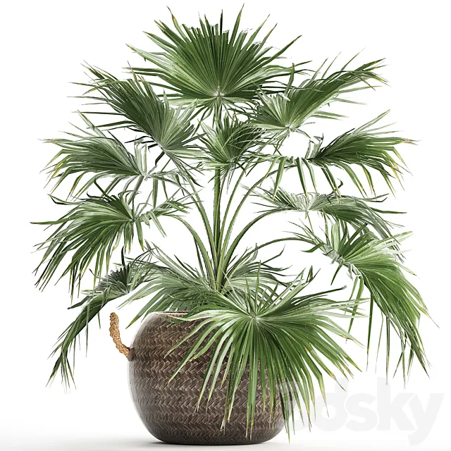 Beautiful lush small decorative indoor fan palm in a round basket pot rattan. Set 433. 3D Model
