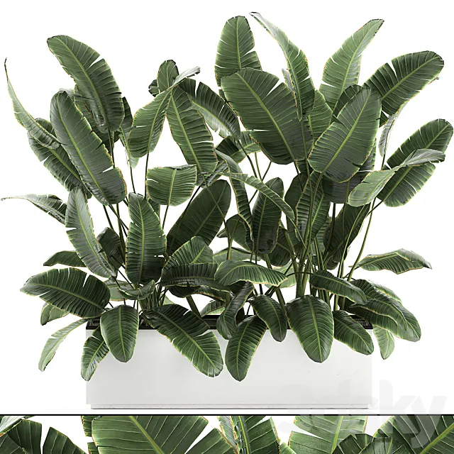 Beautiful lush thickets of bushes of plants in a white pot flowerbed with strelitzia. banana palm. ravenala. Set 590. 3DModel