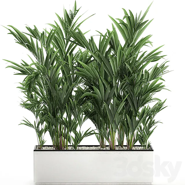 Beautiful lush thickets of palm bushes in a white pot with Howea forsteriana palm kentia neanta.  Set 572. 3D Model