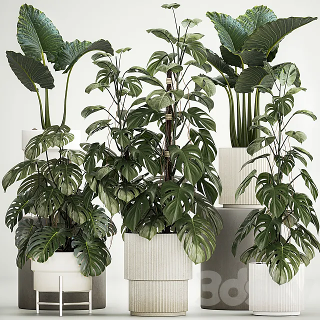 Beautiful plants in modern pots are monstera bush and alokasia. Set of plants 1218 3D Model