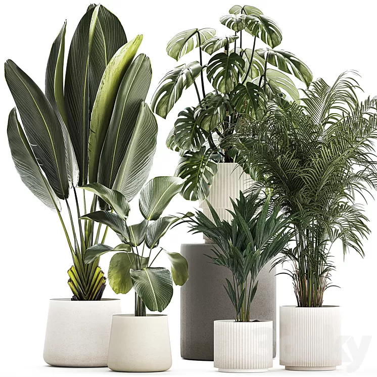 Beautiful plants in pots and flowerpots palm Howea monstera Ravenala Strelitzia Calathea. set of plants 1320 3D Model Free