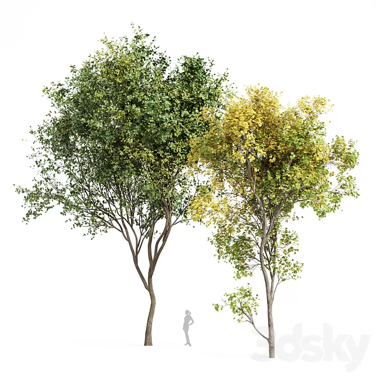 Beautiful Real Tree Acer Saccharinum Summer-Fall and Bush Leaf 3D Model Free