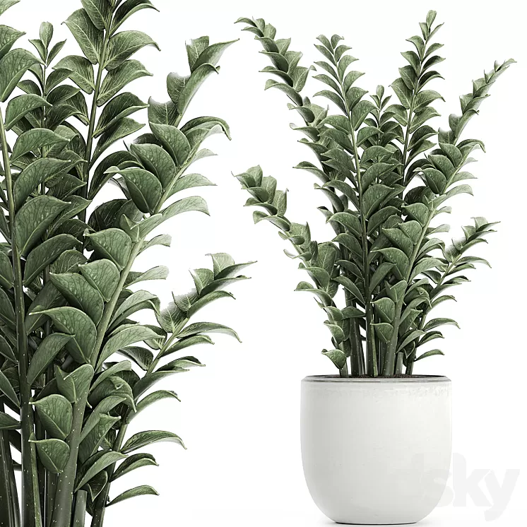 Beautiful small decorative flower in a white pot Zamiokulkas. Set 616. 3D Model