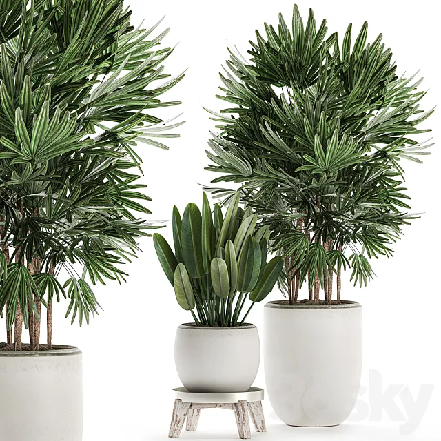 Beautiful small lush ornamental palm bushes in a white modern pot with strelitzia. Rhapis. Set 502. 3DModel