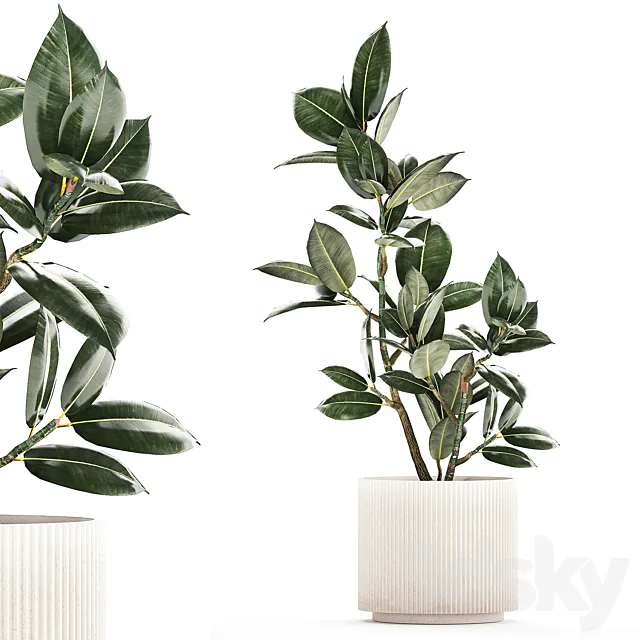 Beautiful small tree in a modern pot Ficus rubbery elastica Ficus Abidjan Ficus Robusta. 1235 Free Download