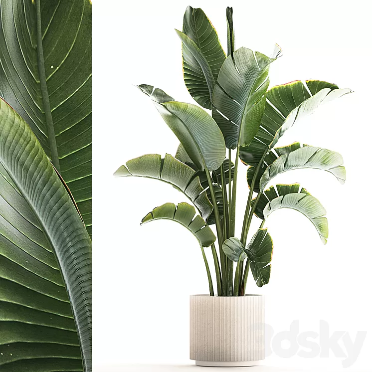 Beautiful Strelitzia in a modern flowerpot in a pot bush banana palm Ravenala. 1224 3D Model Free