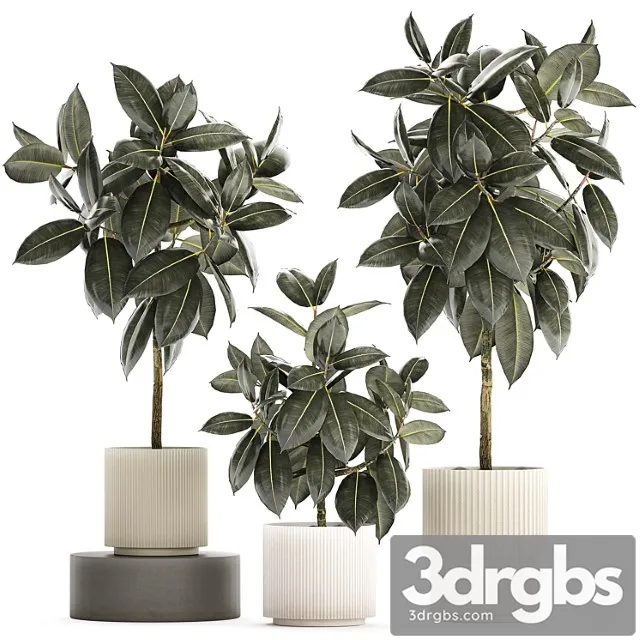 Beautiful Tree In A Pot Ficus Rubbery Elastica Ficus Abidjan Ficus Robusta Plant Collection 1243 3D Model Free